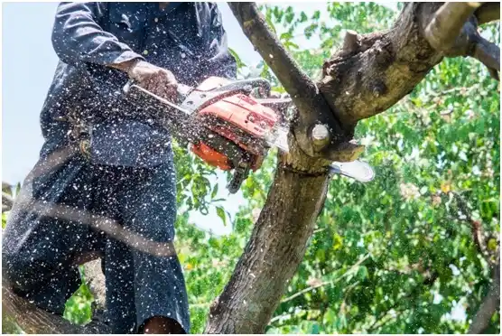 tree services Bellaire